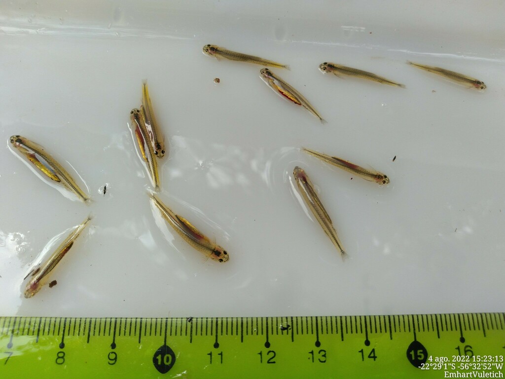 Paravandellia
