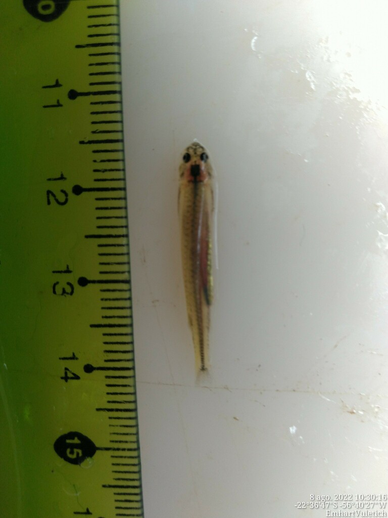 Paravandellia oxyptera