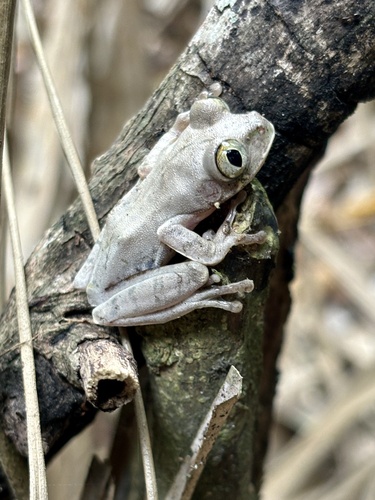 Victoria Forest Tree Frog