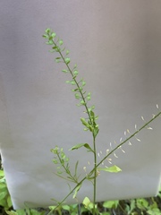 Lepidium austrinum