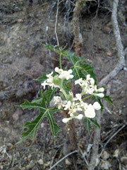 Cnidoscolus liebmannii