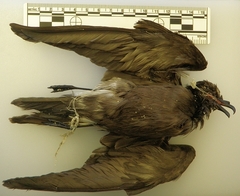 Hydrobates leucorhous