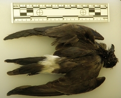 Hydrobates leucorhous