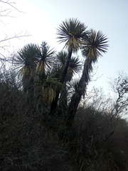 Yucca mixtecana