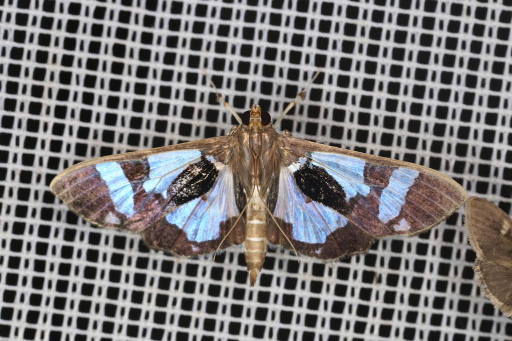 Desmia bajulalis