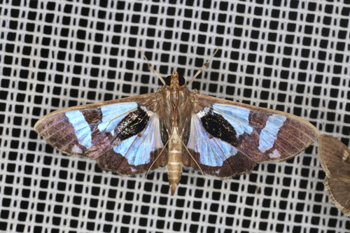 Desmia bajulalis