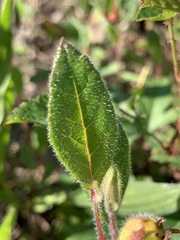 Crocanthemum carolinianum