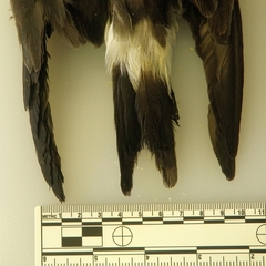 Hydrobates leucorhous