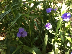 Tradescantia bracteata