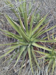 Agave angustiarum