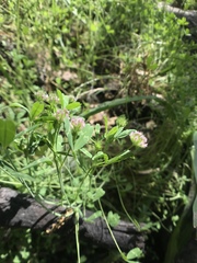 Trifolium bifidum