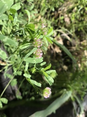 Trifolium bifidum