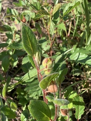 Crocanthemum carolinianum