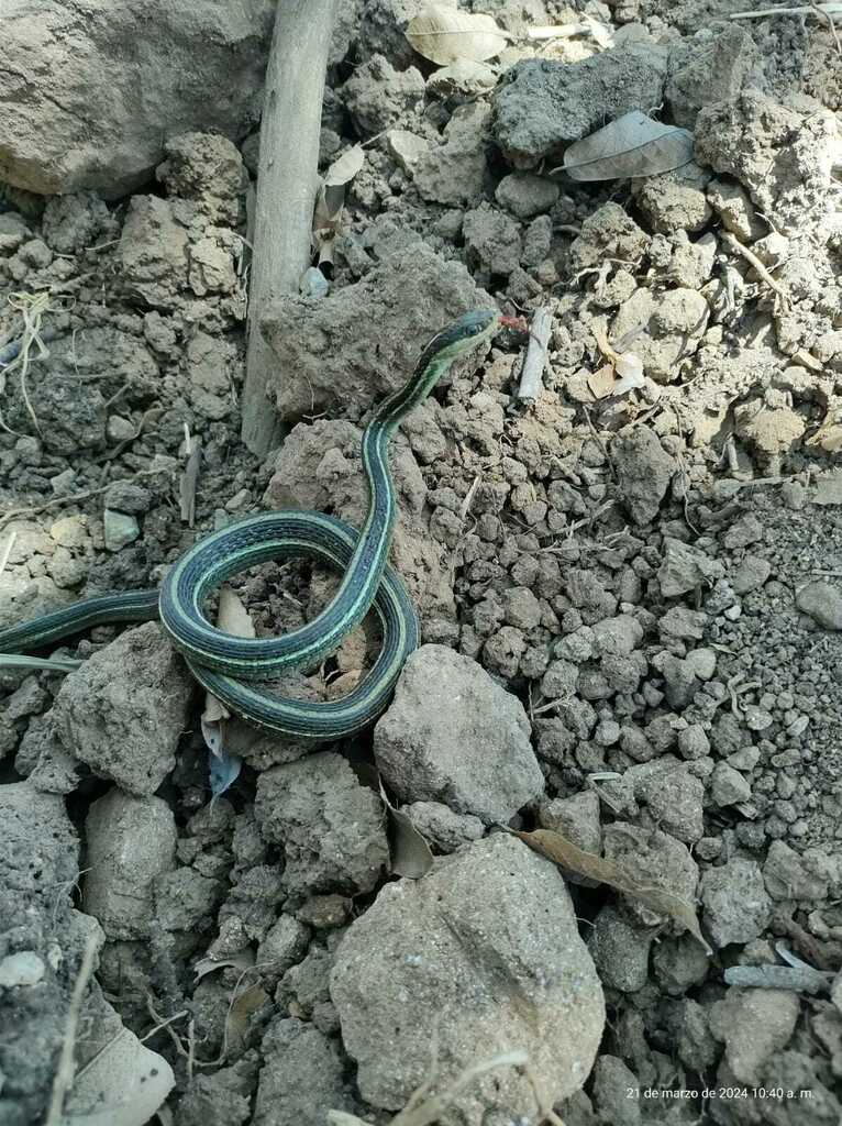 Chiapas Highland Ribbon Snake from Ojo de Agua, 29216 San Cristóbal de ...