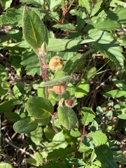 Crocanthemum carolinianum