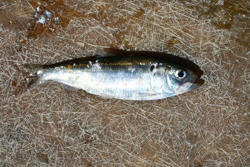 Alosa macedonica · NaturaLista Colombia