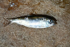 Liparia photo 1