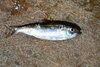 Macedonia Shad - Photo (c) Platon Kleanthidis, some rights reserved (CC BY-NC), uploaded by Platon Kleanthidis