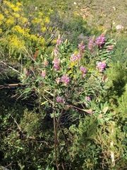Indigofera cytisoides