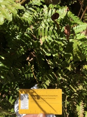 Dryopteris erythrosora