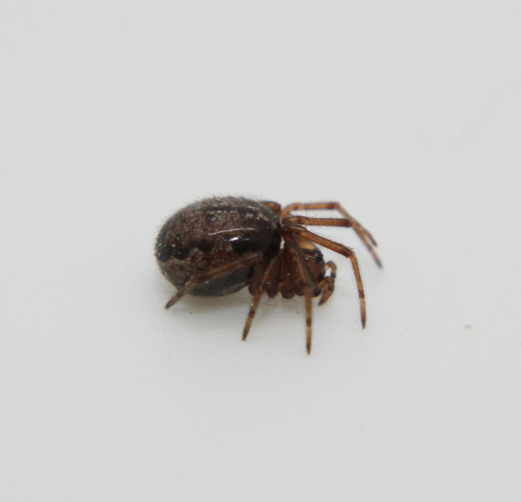 marbled cobweb spider