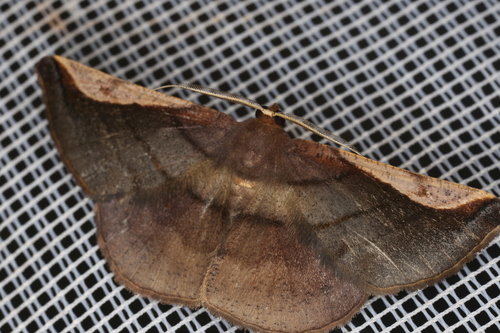 Sphacelodes quadrilineata