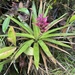Guzmania verecunda - Photo (c) Larry Chen, some rights reserved (CC BY-NC), uploaded by Larry Chen