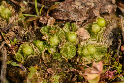Petalophyllum americanum