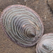 Fragile Limpet - Photo (c) Saryu Mae, some rights reserved (CC BY), uploaded by Saryu Mae