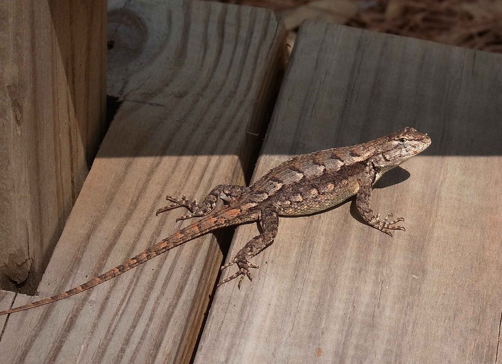 Prairie Lizard (Wildlife of John Martin Reservoir State Park) · iNaturalist