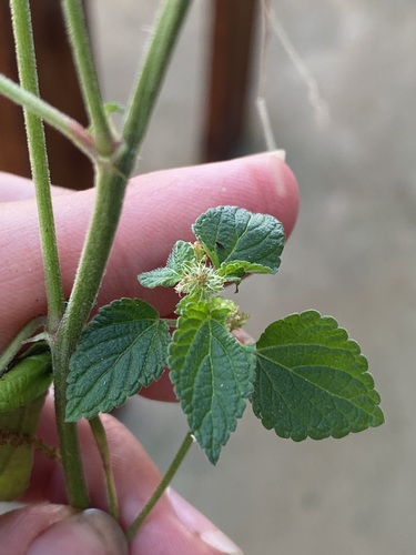 Acalypha ecklonii (Acalypha ecklonii)