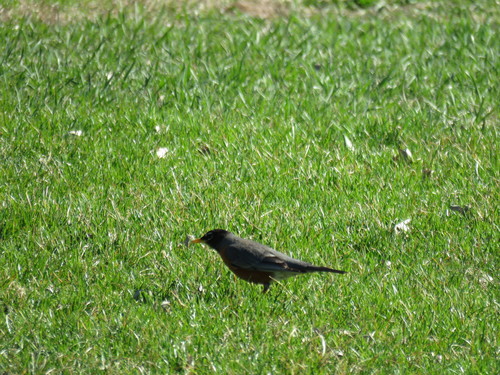 American Robin photographed in Minnesota