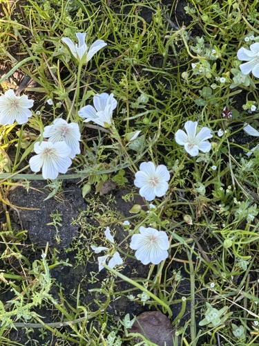 iNaturalist observation photo of Meadowfoams