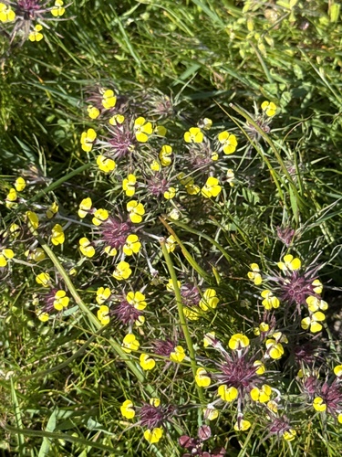 iNaturalist observation photo of butter-and-eggs