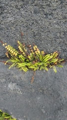 Asplenium trichomanes