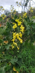Wild Cabbage (Brassica cretica)