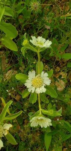 Image of Carmel Daisy (Lomelosia prolifera) by (c) Mitch Van Dyke, some rights reserved (CC BY)