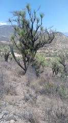 Beaucarnea