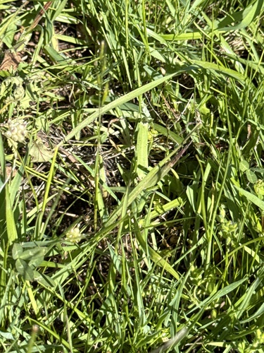 iNaturalist observation photo of grasses