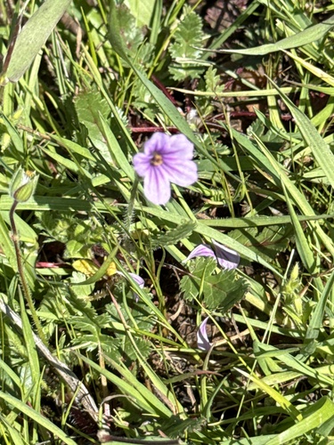 iNaturalist observation photo of Mediterranean Stork's-bill
