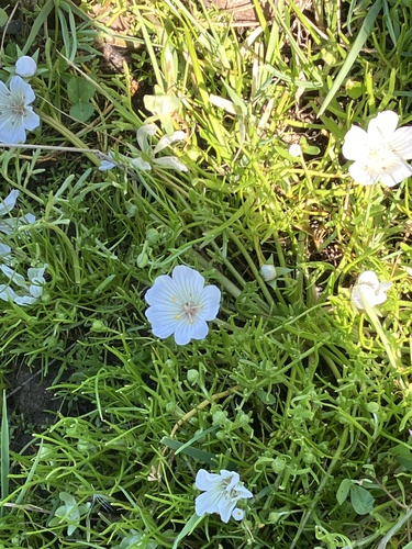 iNaturalist observation photo of Meadowfoams