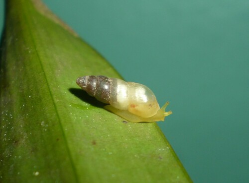 Allopeas micra observed 2024-03-03