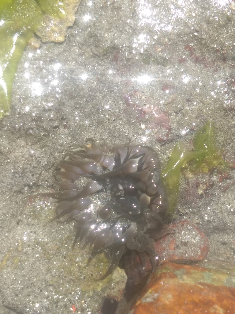Isoaulactinia hespervolita
