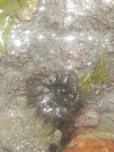Isoaulactinia hespervolita