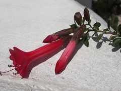 Cantua buxifolia