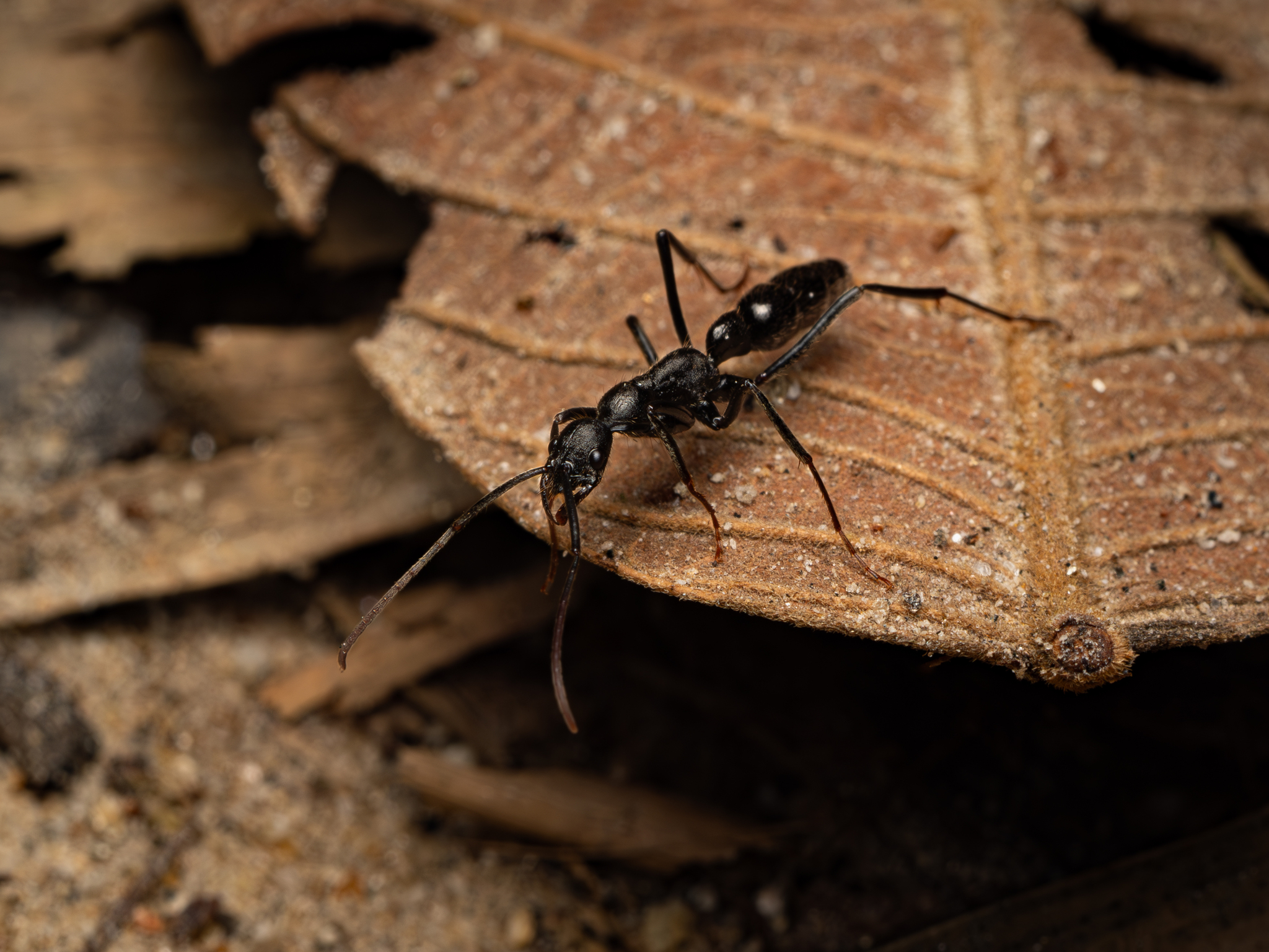 Leptogenys carbonaria