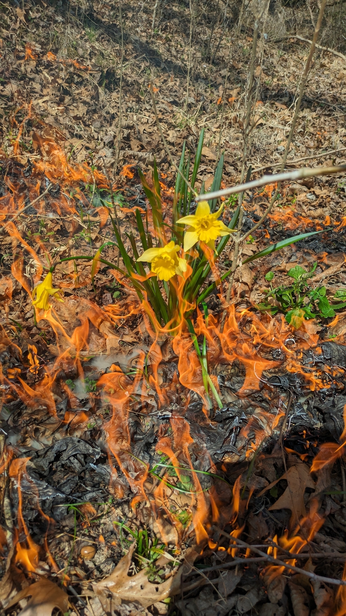 Narcissus pseudonarcissus — photo 2