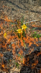 Narcissus pseudonarcissus — photo 2