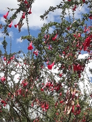 Cantua buxifolia