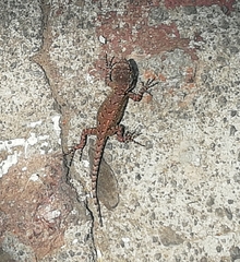 Sceloporus grammicus microlepidotus